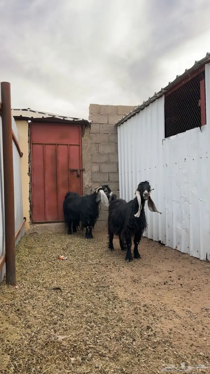 معزا عارضيات طيبات بلحيل 3