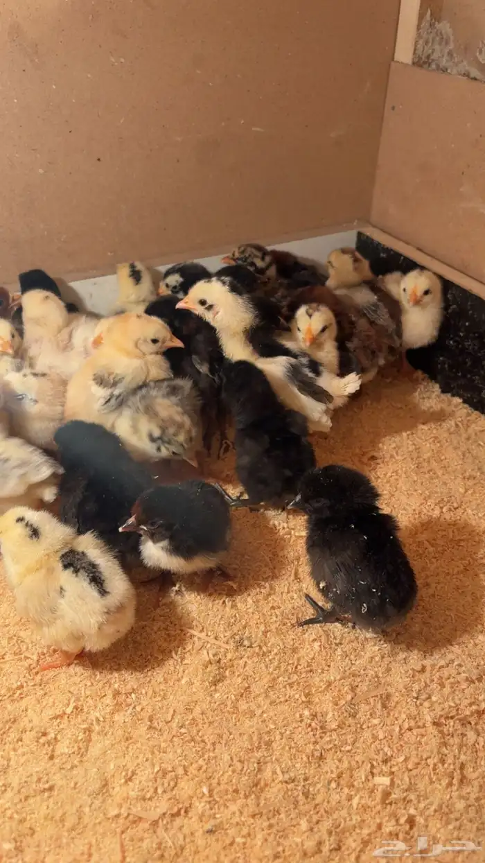 صوص بلدي فاخر 2