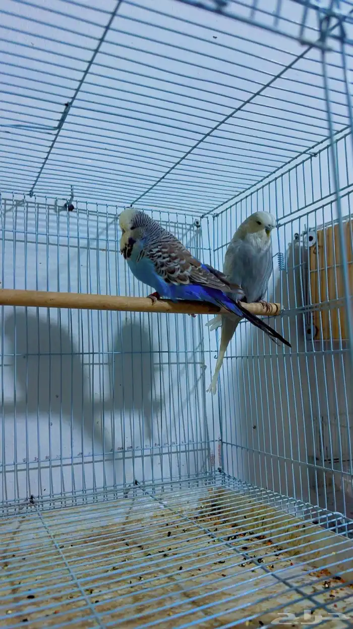 زوج بادجي انجليزي 0