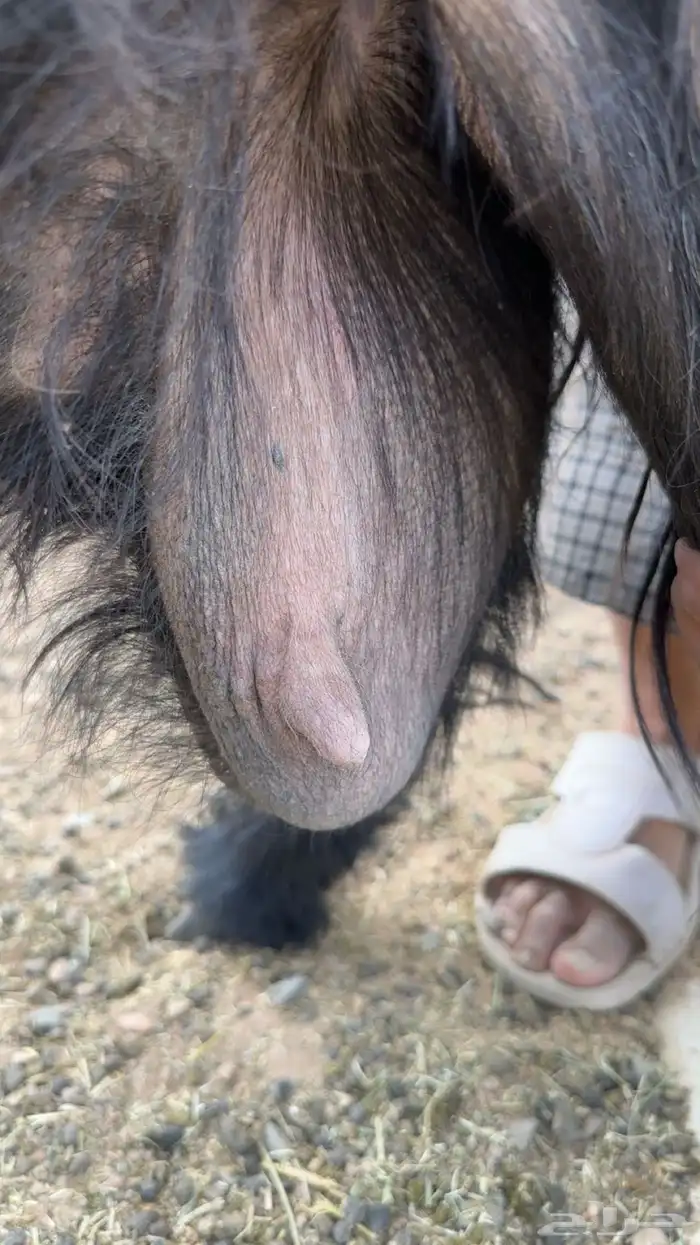 معزا عارضيات طيبات بلحيل 2