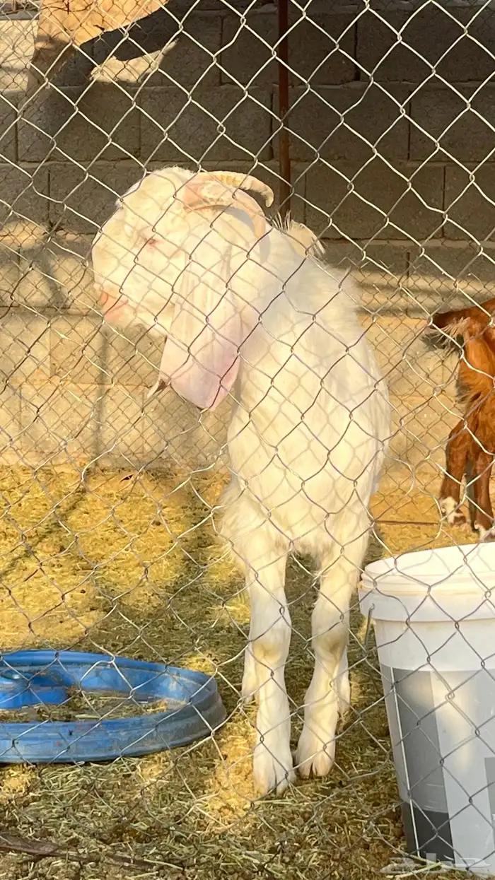 تيس عارضي مصري فحل 7