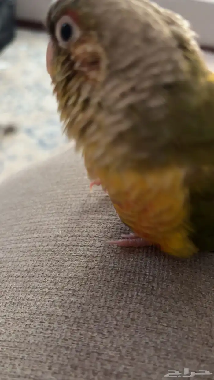 كنيور مفقود اسكان الحرس الوطني 0