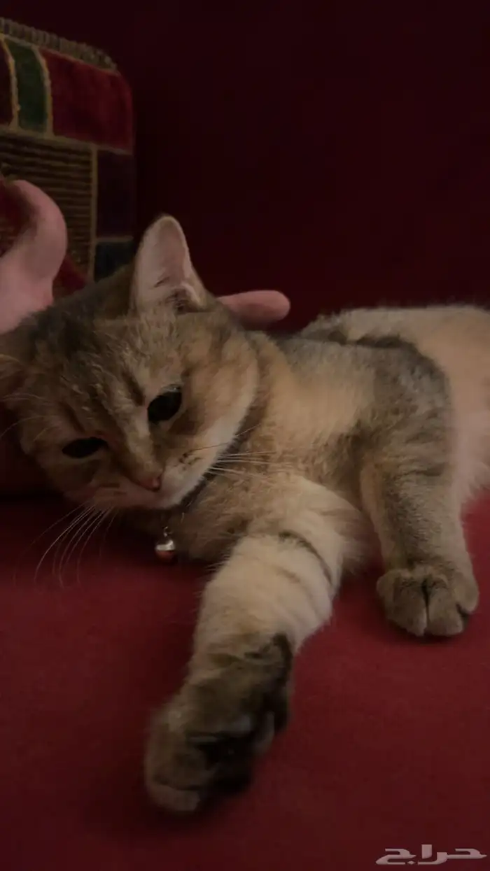 قطط للبيع مع اغراضها 1