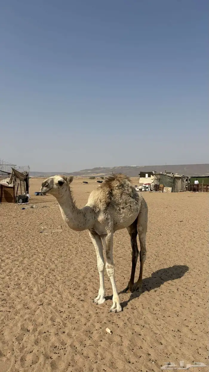 قعود للبيع 2