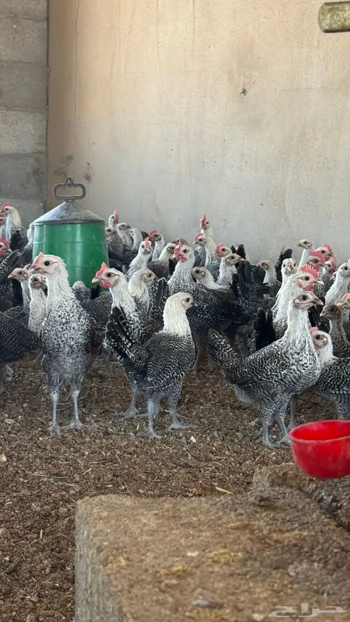 صوص فيومي شبابي دم صافي كله 0