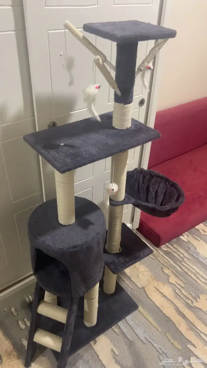 قطط للبيع مع اغراضها 5