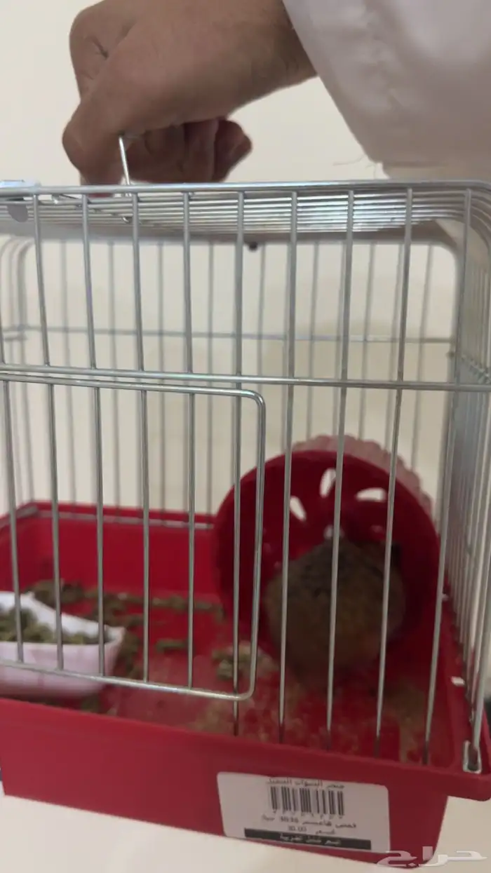 هامستر روسي مع جميع مستلزماته 2