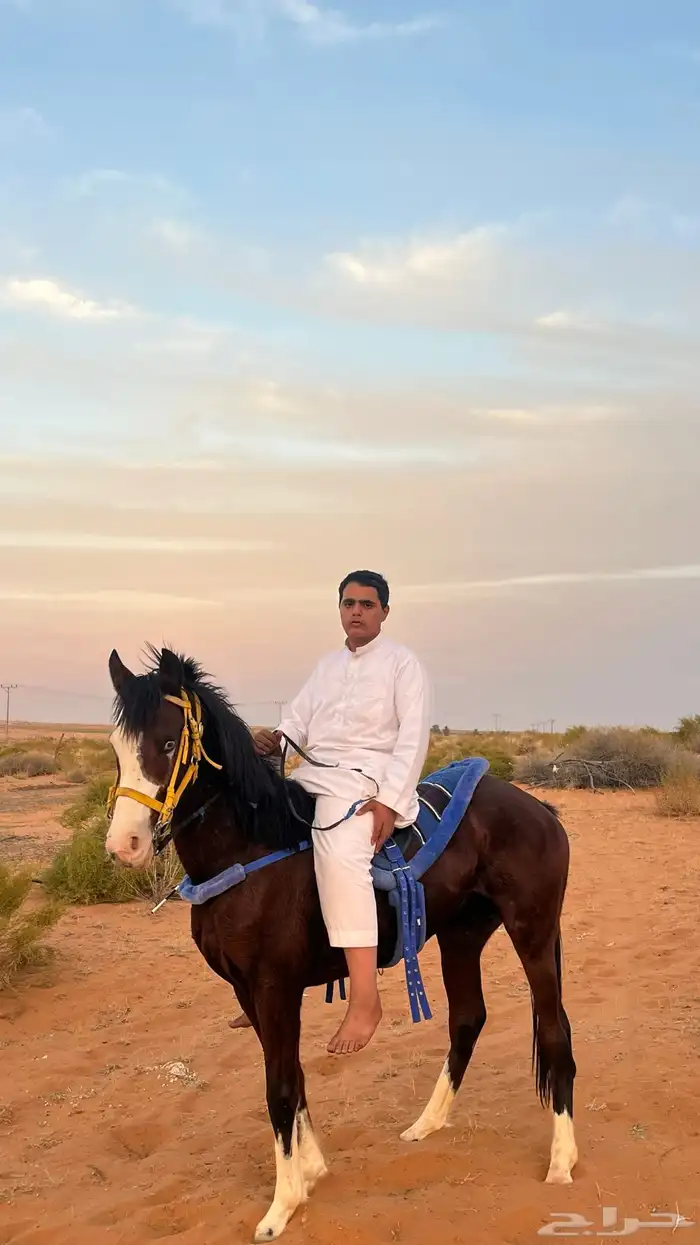 حصان شعبي جزيري 0