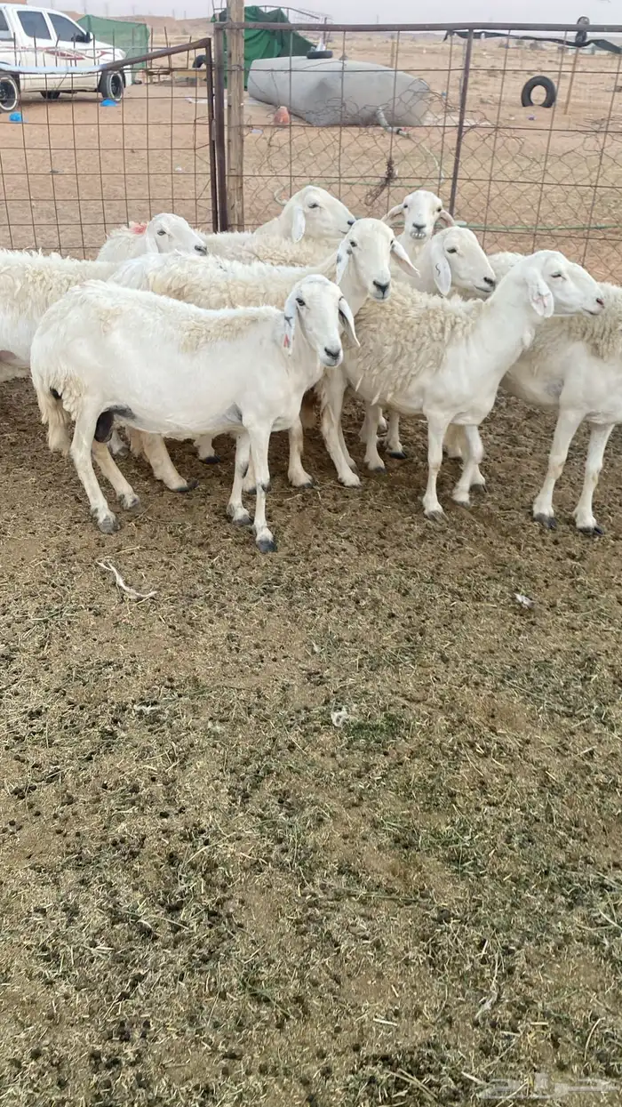 حريات عدد 19 بفحلها 1