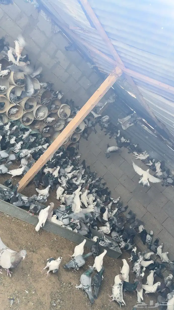 للبيع حمام سرح شرط وقوي وحمام عادي قوي 0