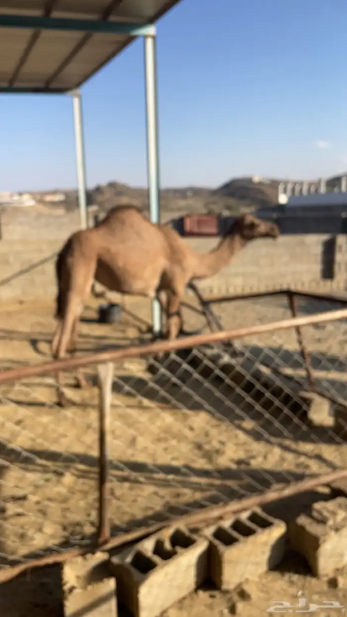 بكره مفروده 3