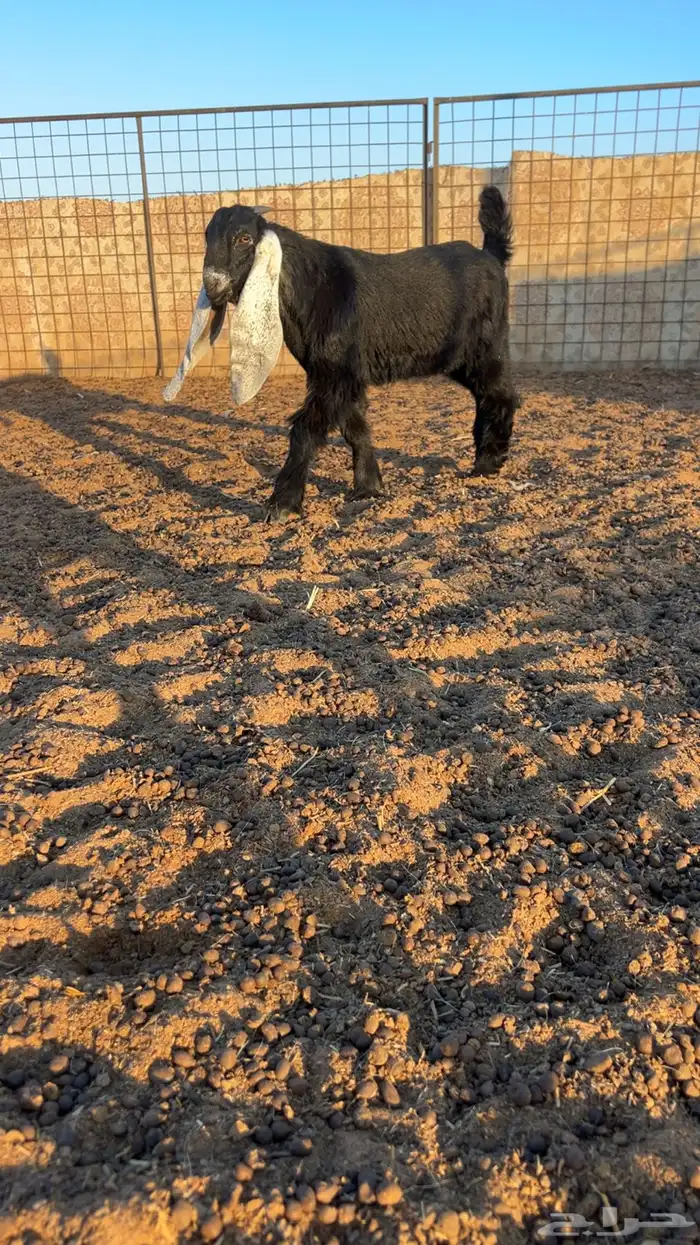 للبيع تيس مشروع فحل عارضي 2