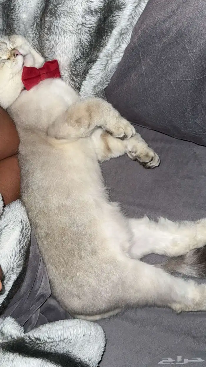 قطط للتبني 8