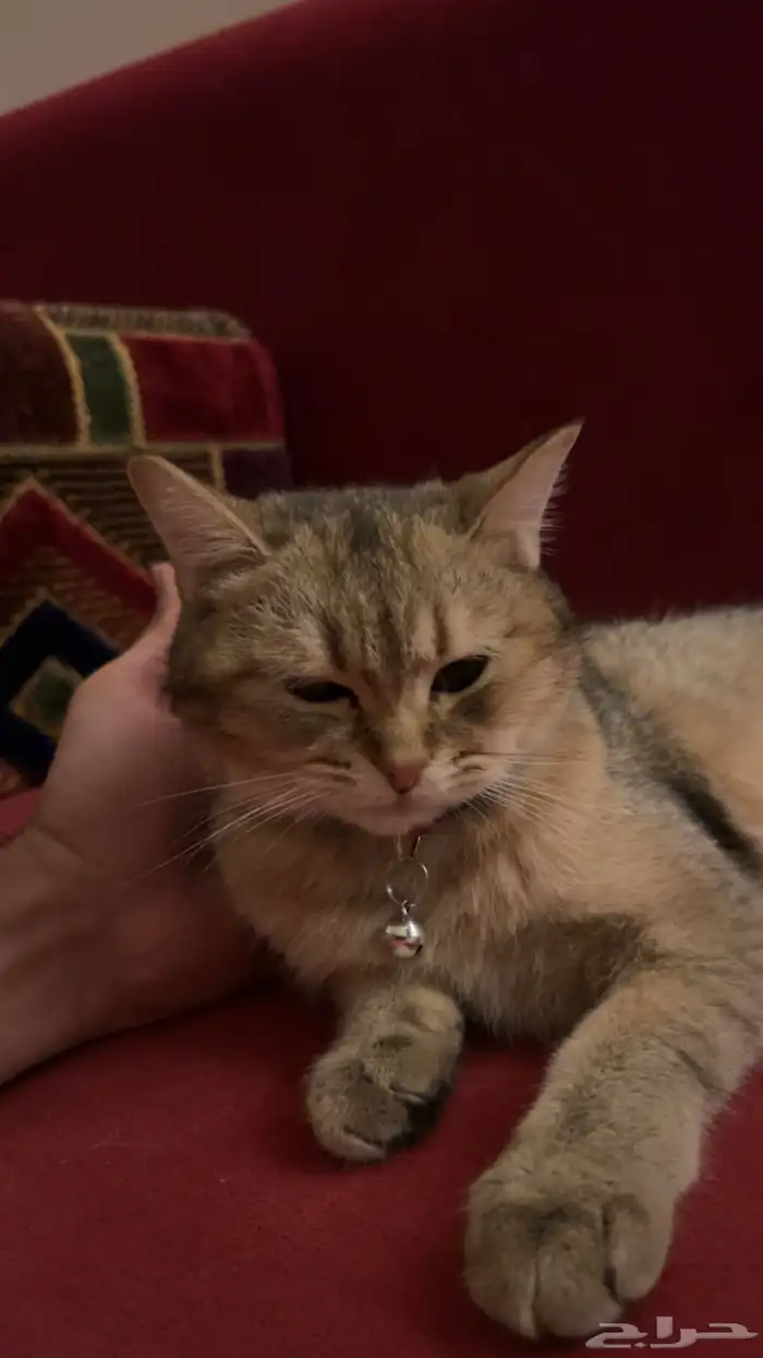 قطط للبيع مع اغراضها 0