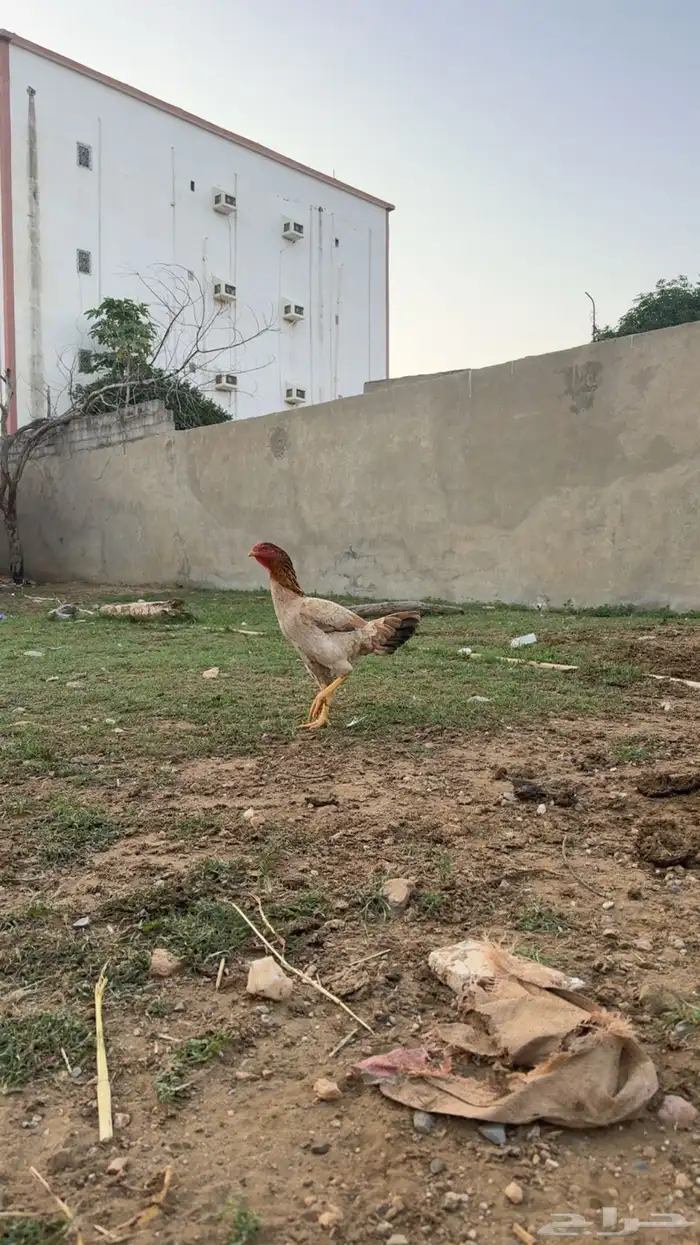 دجاج باكستاني تب 2