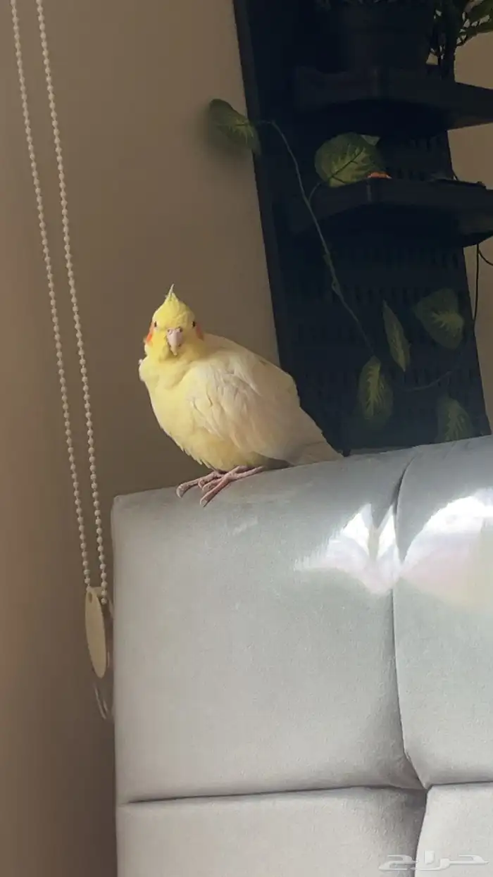 كروان اليف جدا جدا 2