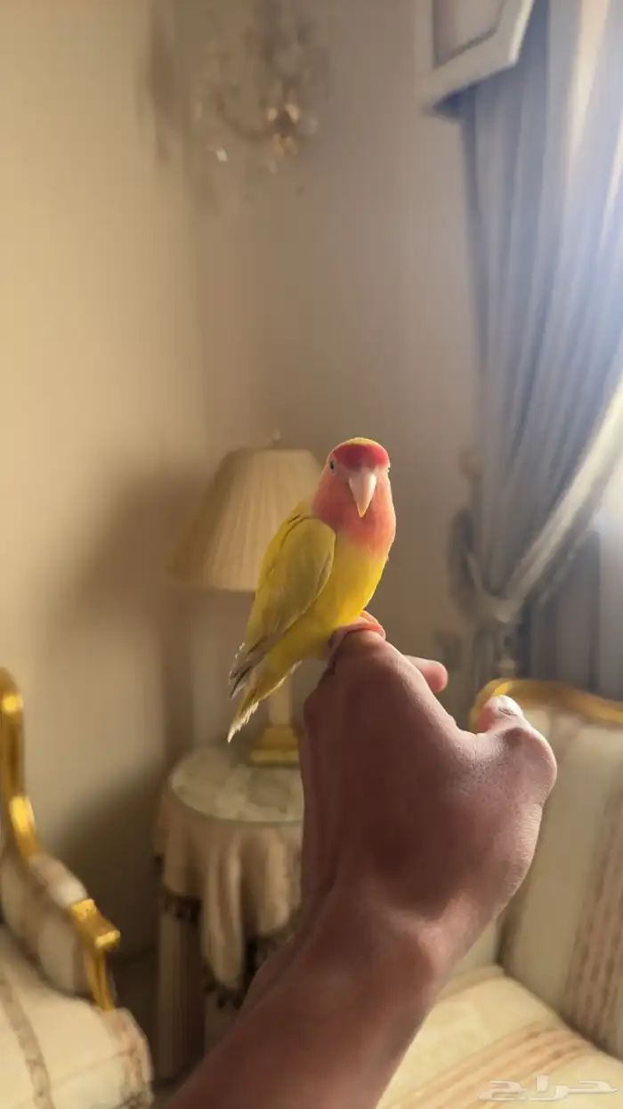 روز لاتنيو اليف وهدد (( فاخر من الآخر )) 3