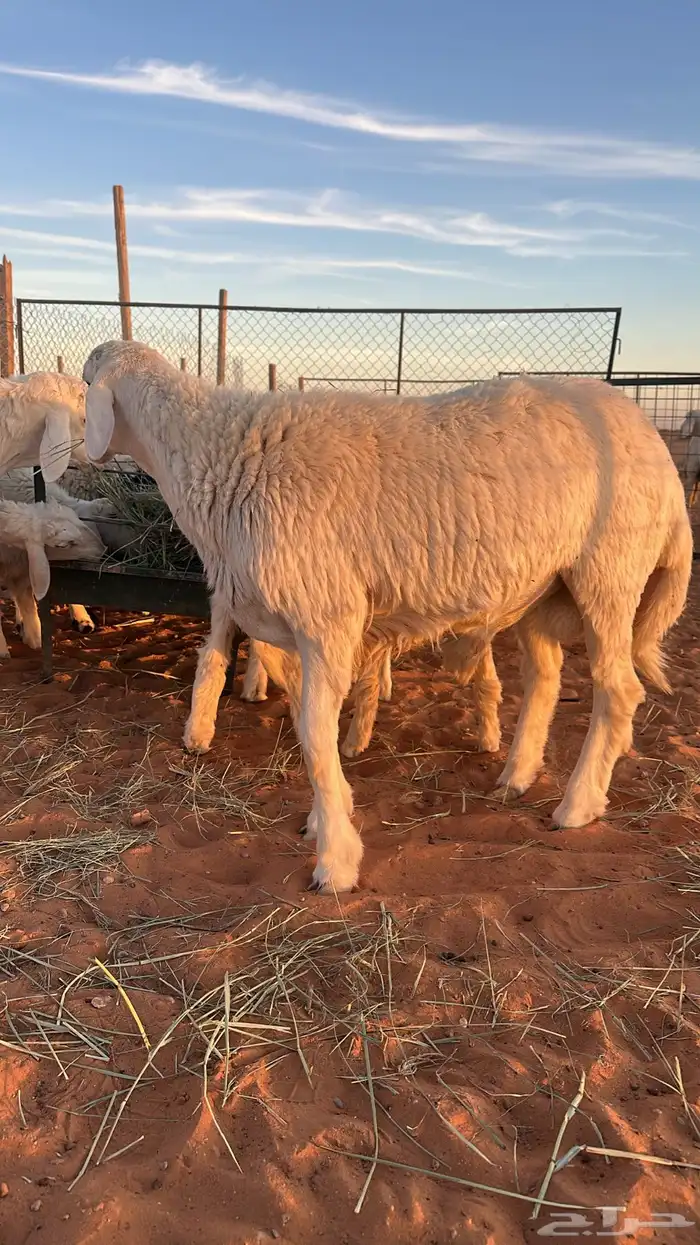 ذبايح بر نعيم وحري الموقع رماح متوفر توصيل 0