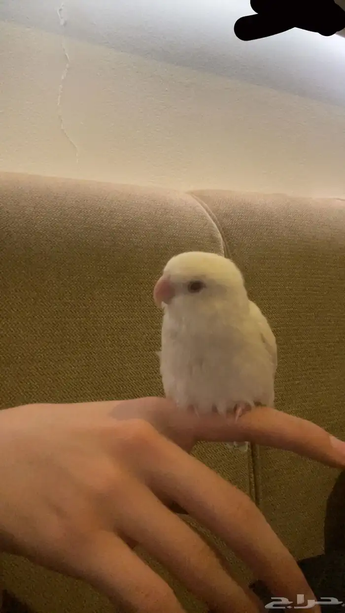 ببغاء روز البينو 0