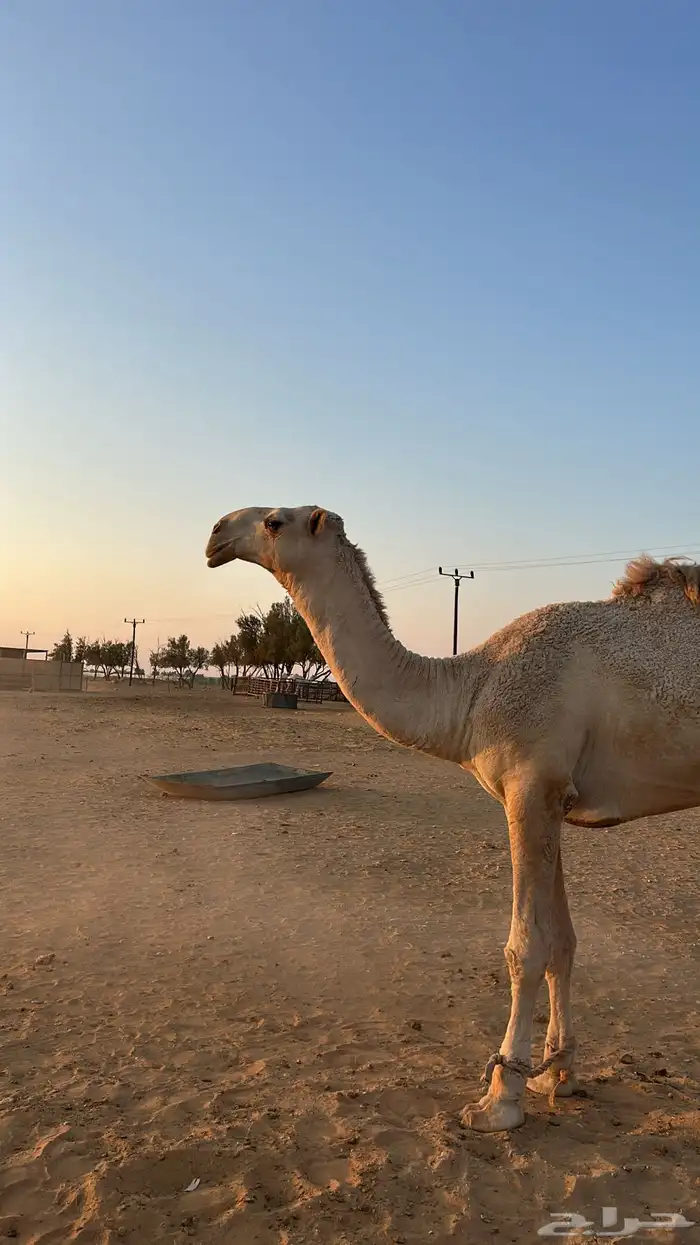 لقي للبيع طيب جدا 0