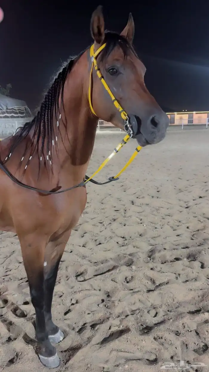 حصان واهو عربي اصيل اوراق 2