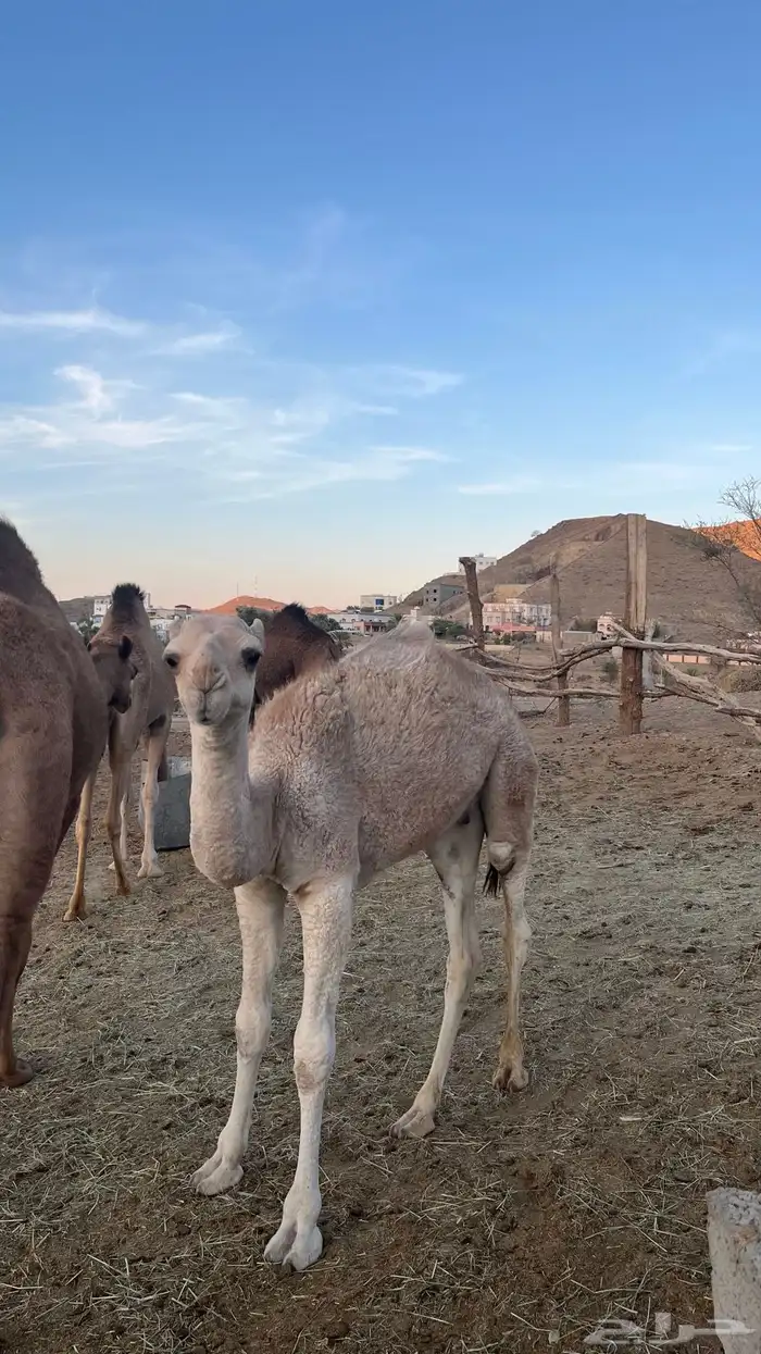 قعود العمر سنه 2