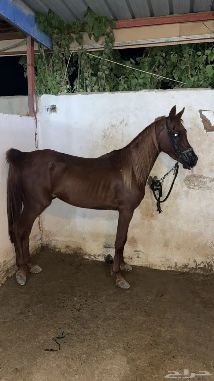 حصان ورق نسب قوي 3