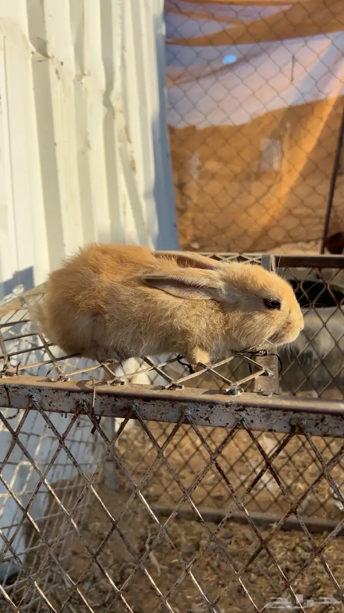 ارنب للبيع 1