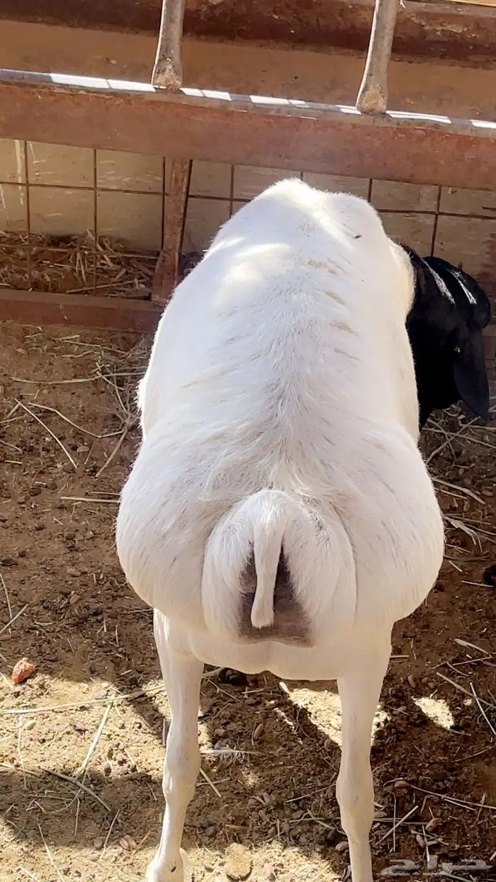 طليان مرابي تربيه طيبه 3