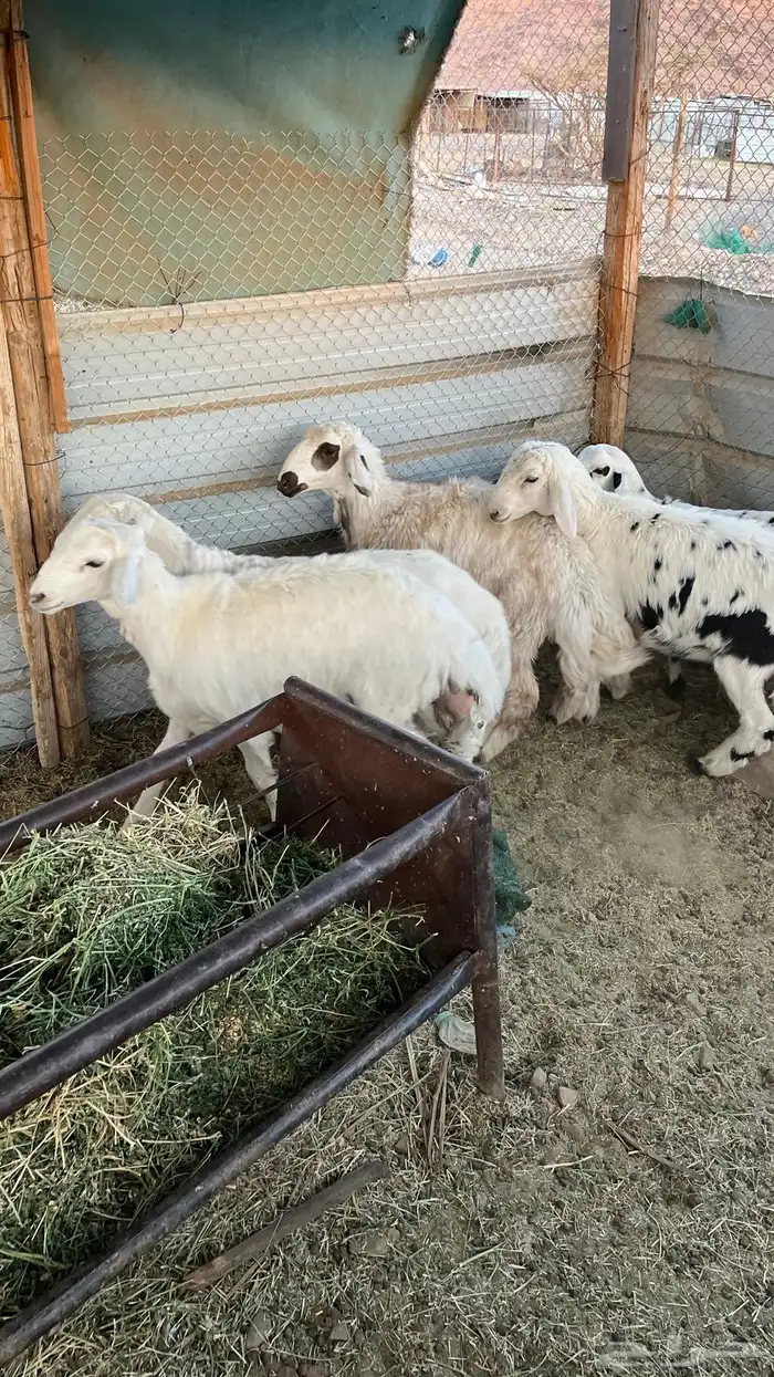 طليان ذبايح 2