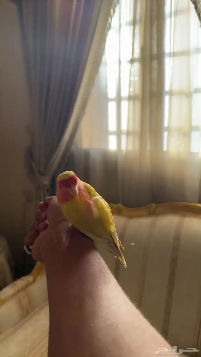 روز لاتنيو اليف وهدد (( فاخر من الآخر )) 0