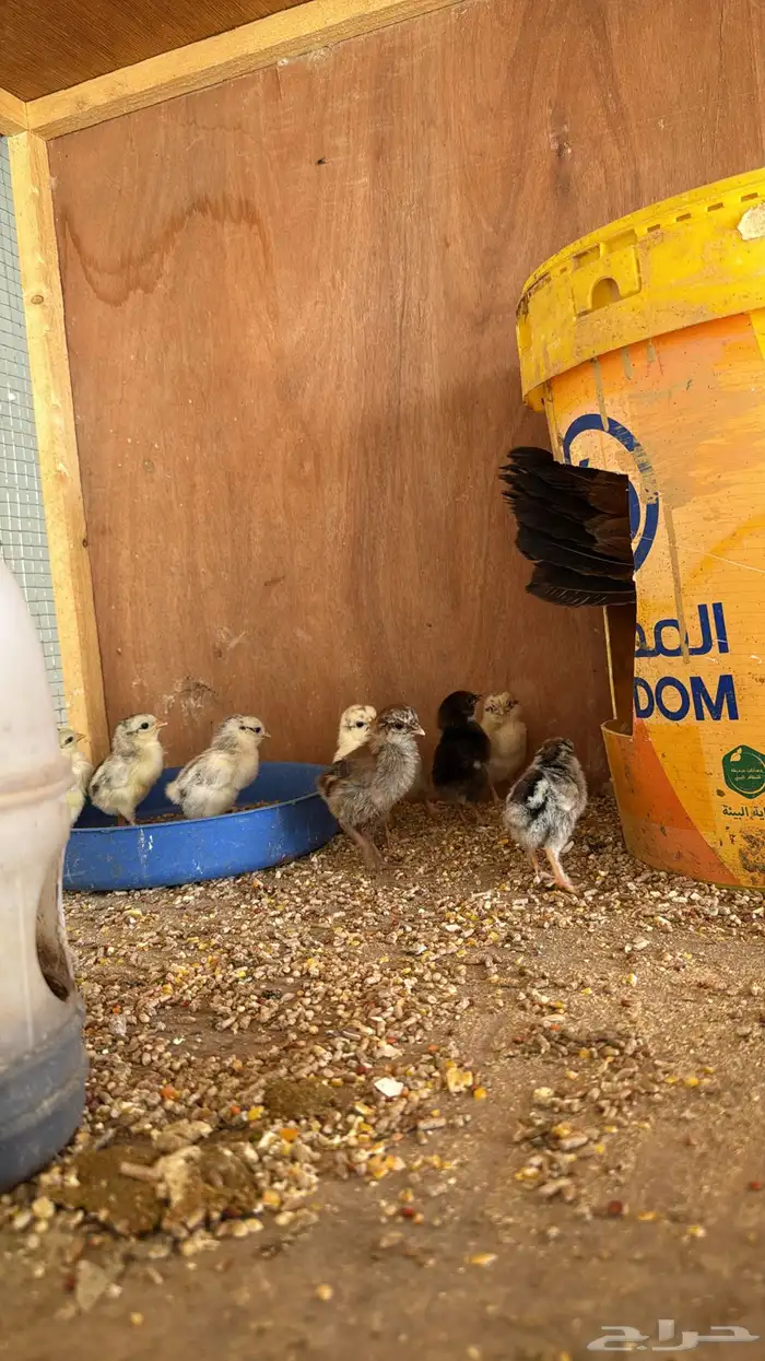 دجاجه مفرخه عليها 9 فروخ 0