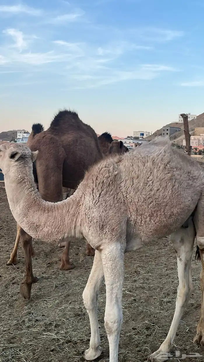 قعود العمر سنه 1