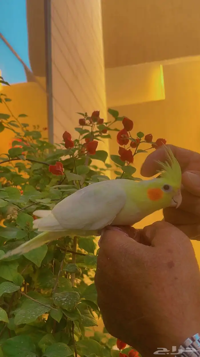كروان لاتينو أليف حمامه ومفطوم تم البيع 5
