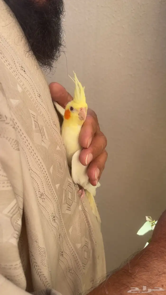 كروان لاتينو أليف حمامه ومفطوم تم البيع 4