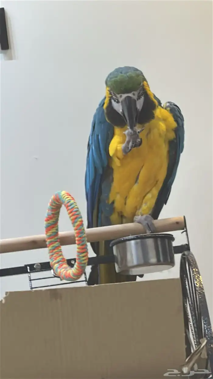 ببغاء ماكاو فاخر 0