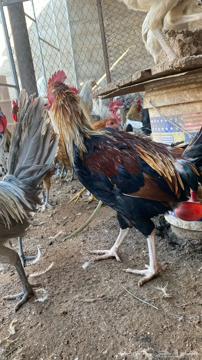 دجاج فيومي 1