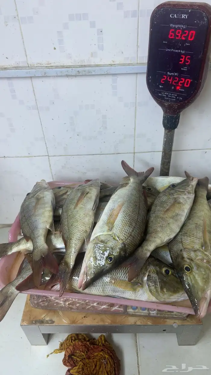 رحلات بحريه صيد ونزهه عواىل وشباب جولات وجزر 2