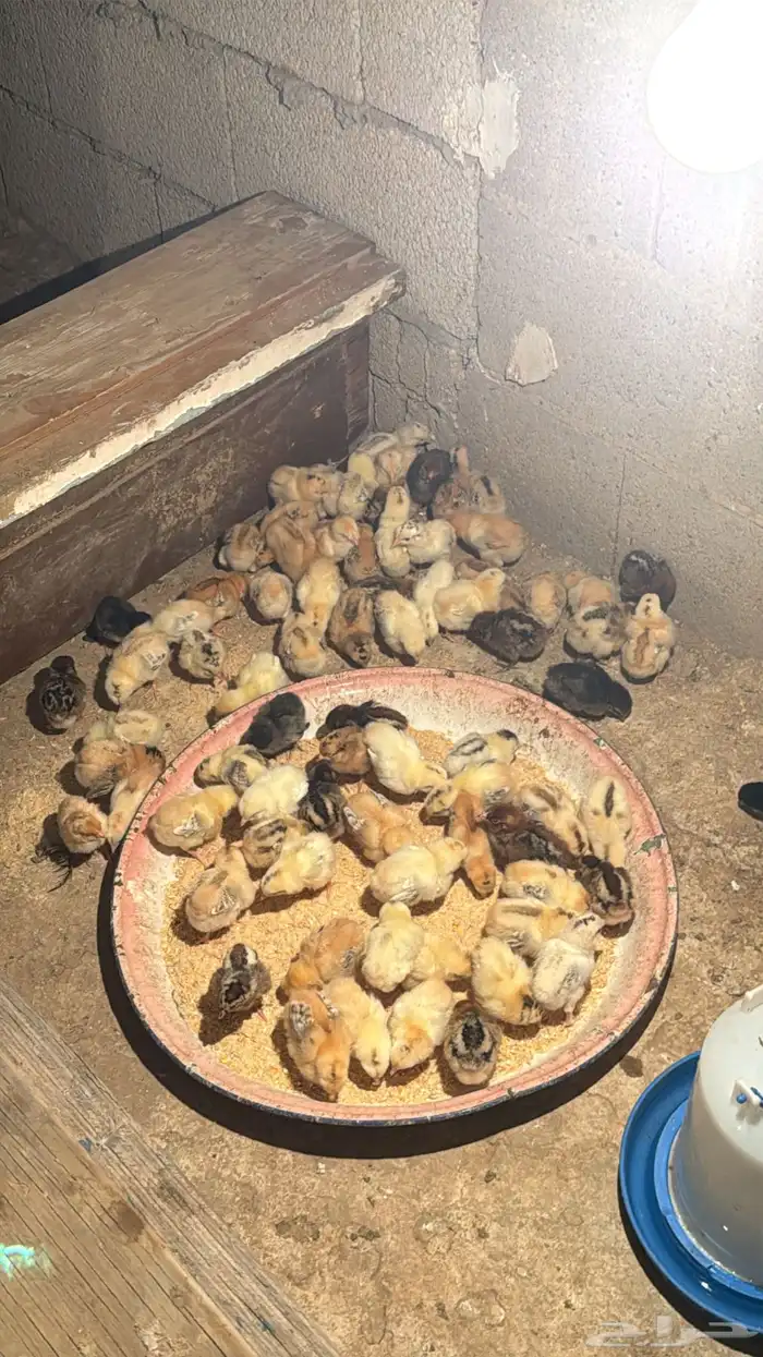 صوص بلدي.العمر اسبوع 0