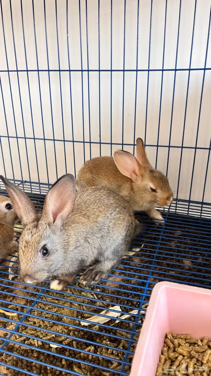 أرانب صغيره 1