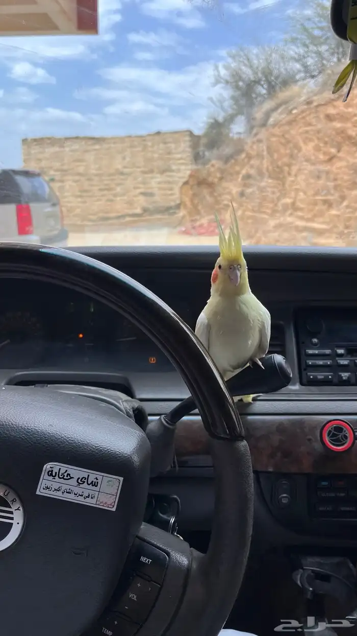 كروان اليف جدا 2