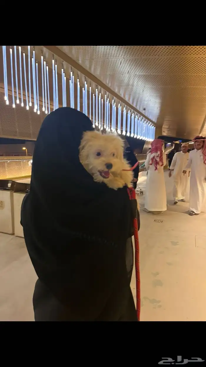 كلبة مالتيز للبيع 1