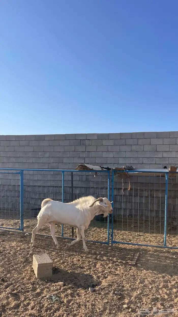 تيس ابرص صنف الصنف 1