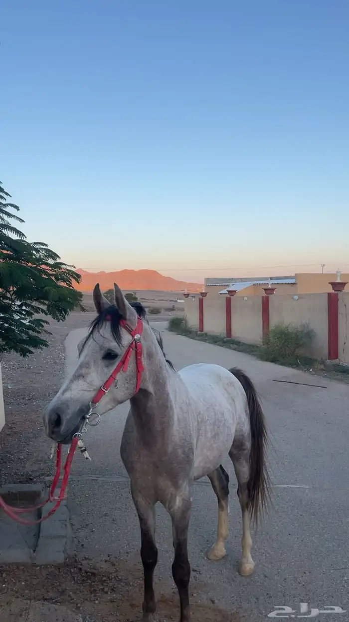 حصان شعبي كفو 1