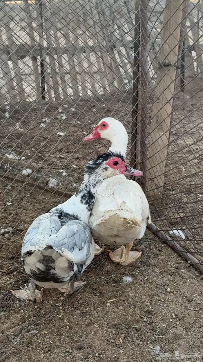 بط بلدي حضان شرطط 0