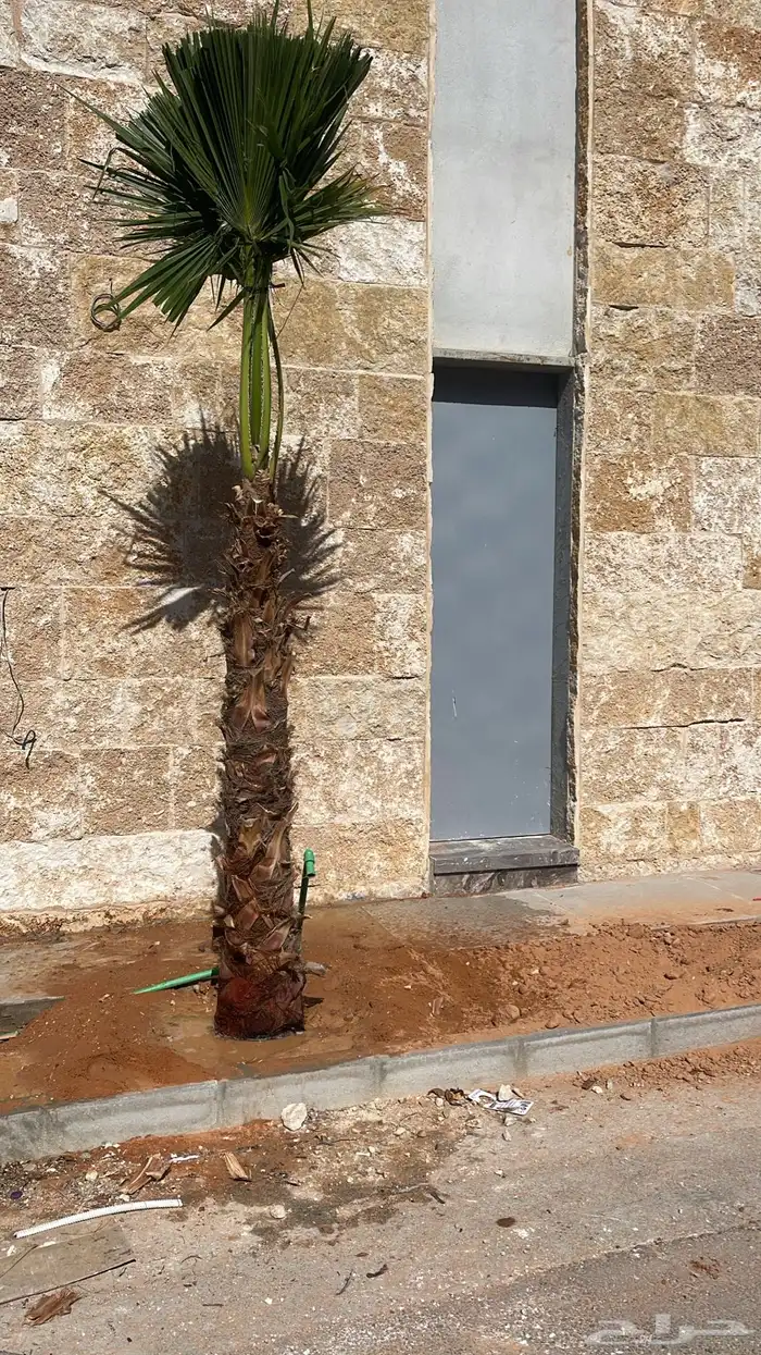 نخيل واشنطن للبيع 0