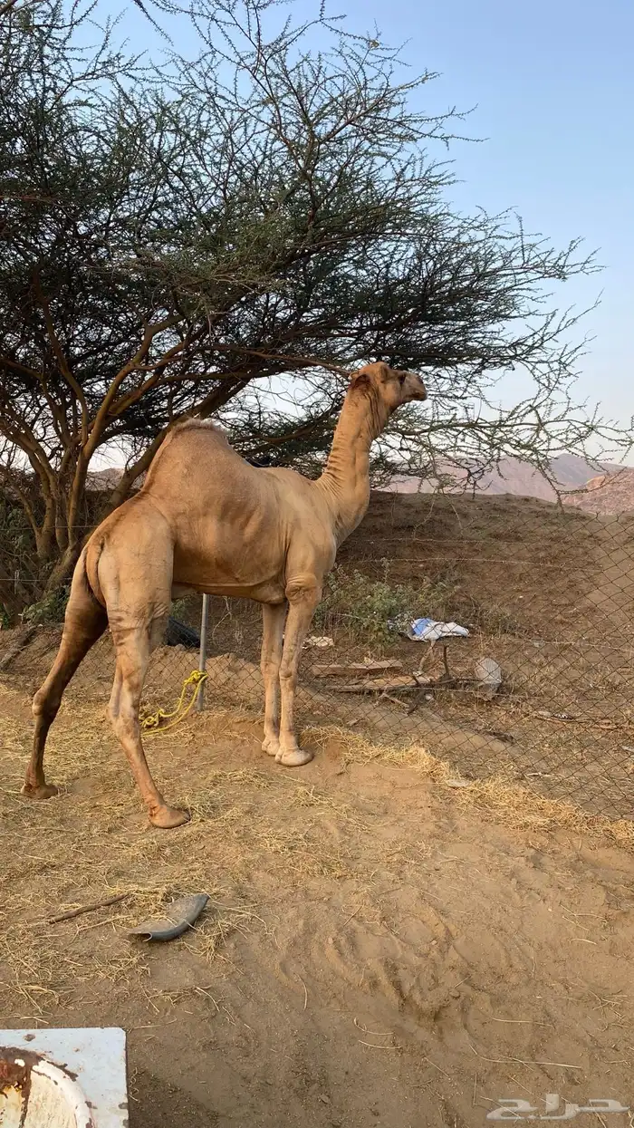 بعير مشروط شرط 2