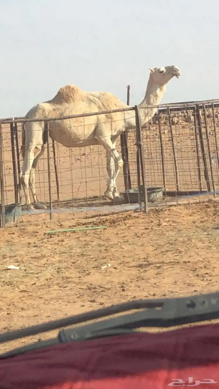 وضحا القحه نصوف. 1