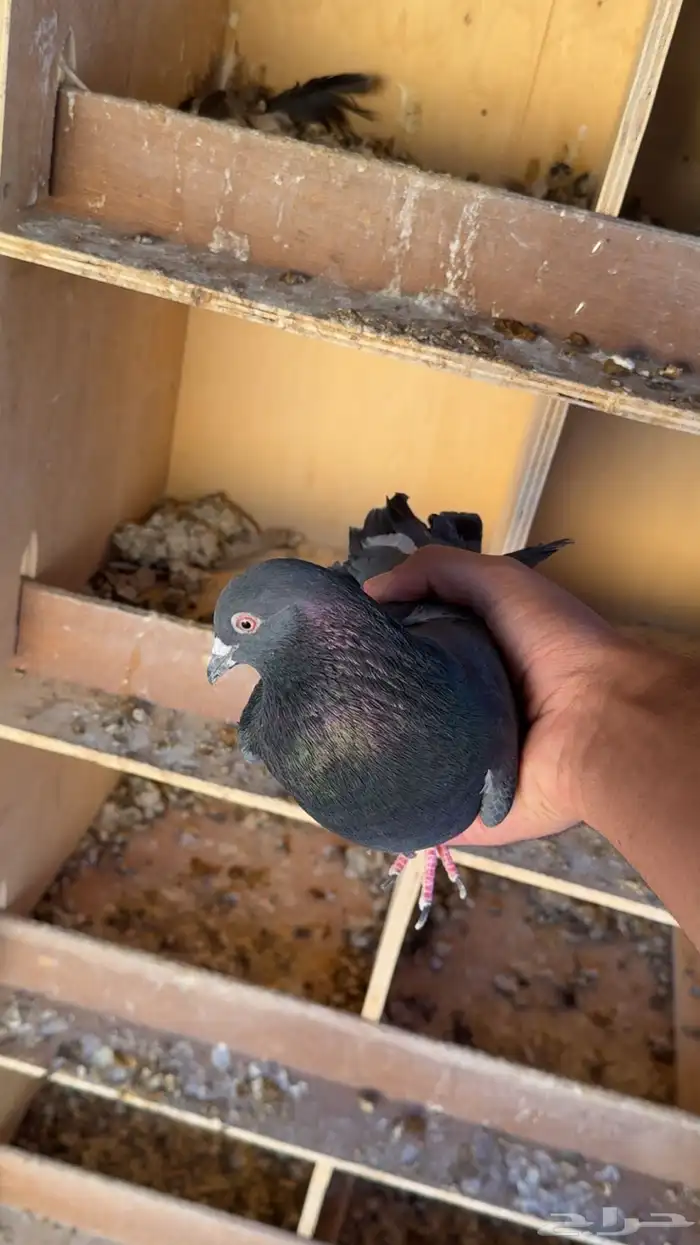 للبيع ذكر حمام قطيفي 1