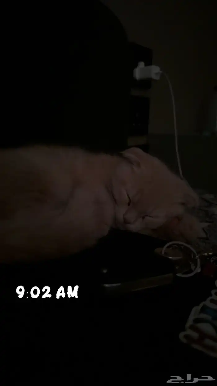 قطة سكوتش فولد 6